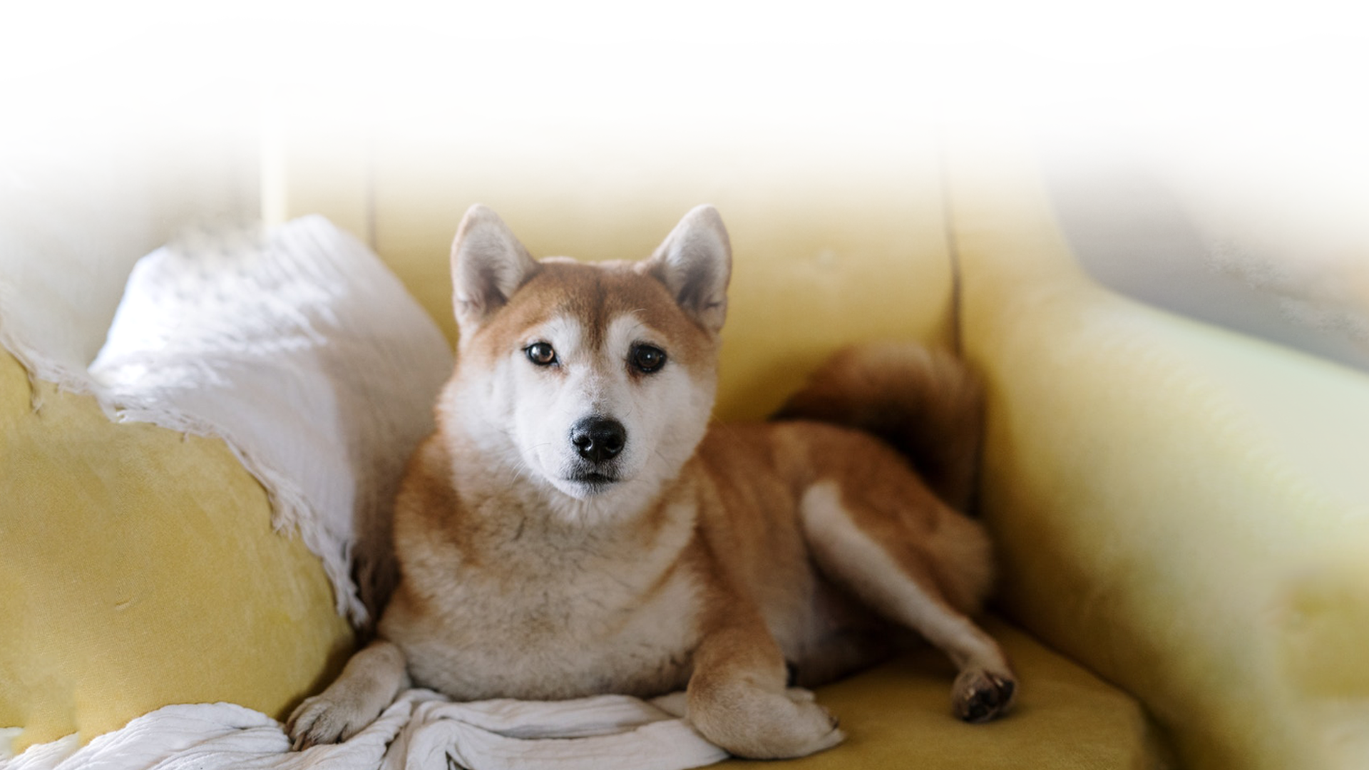 Tan and white dog lying on a yellow armchair with a white blanket
