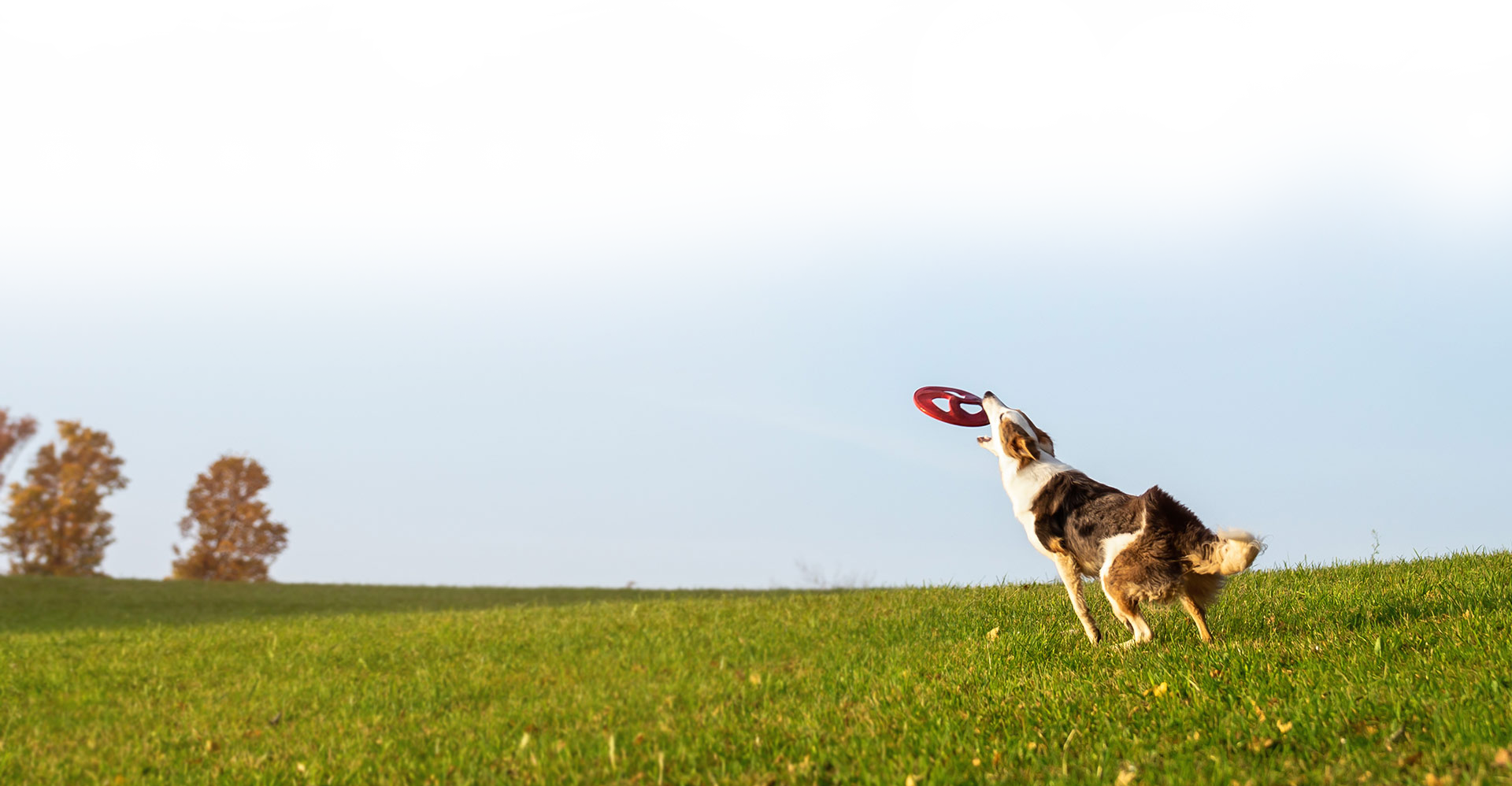 Brown and white dog catching a red flying disc on a grassy hill