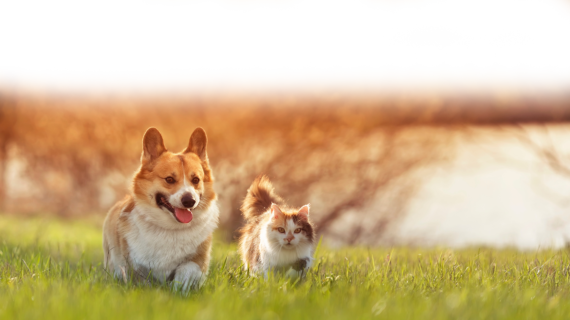 Orange and white dog and a fluffy cat walking through green grass