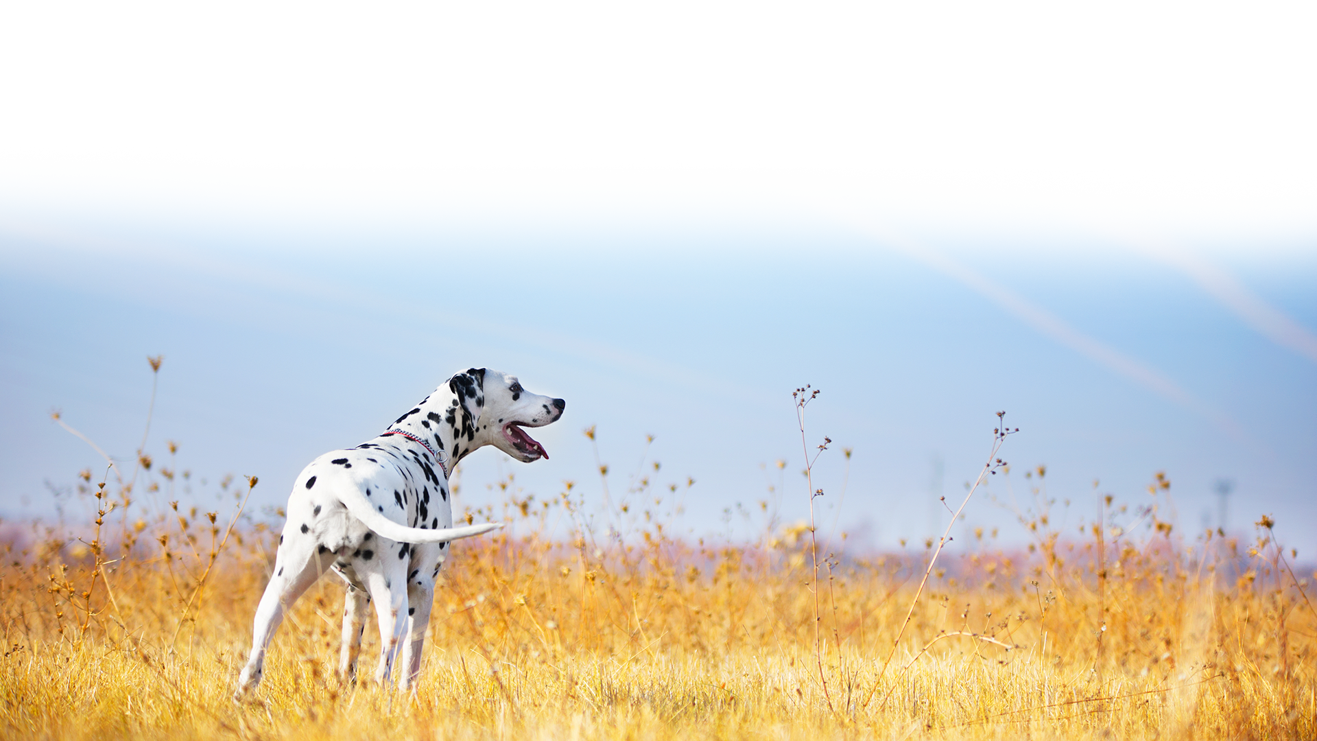 Black-spotted white dog standing in a field of tall golden grass