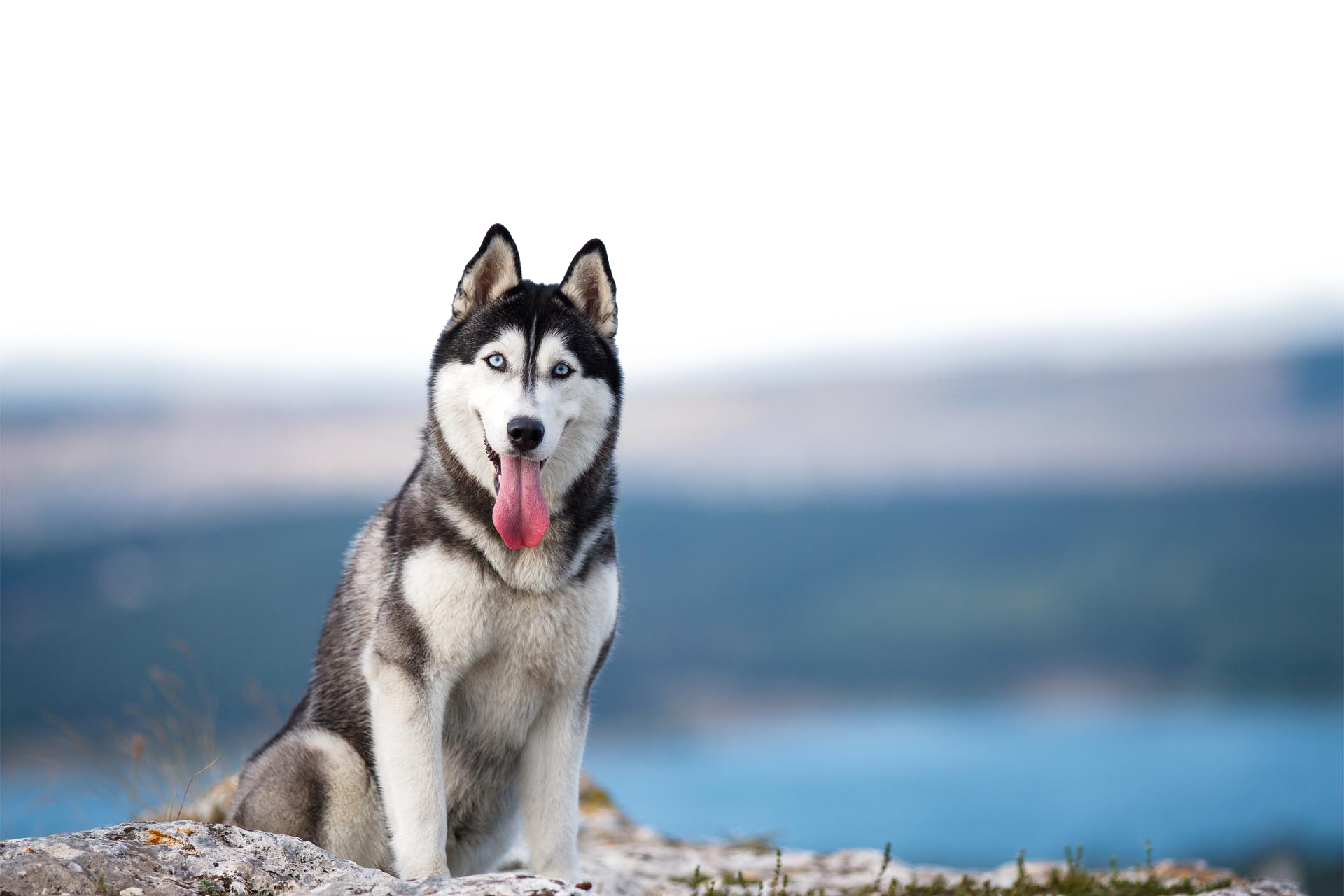 Black and white dog with blue eyes sitting on a rock above blue water, tongue out