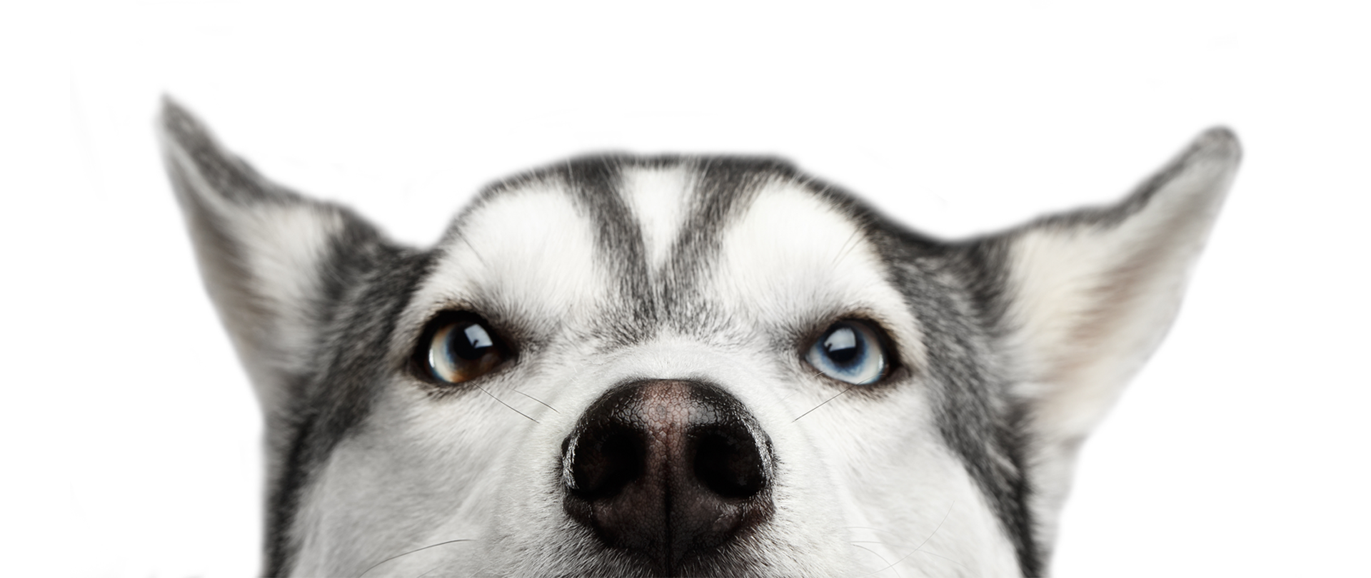 Close-up of a gray and white dog's face peeking up from below, with one brown eye and one blue eye