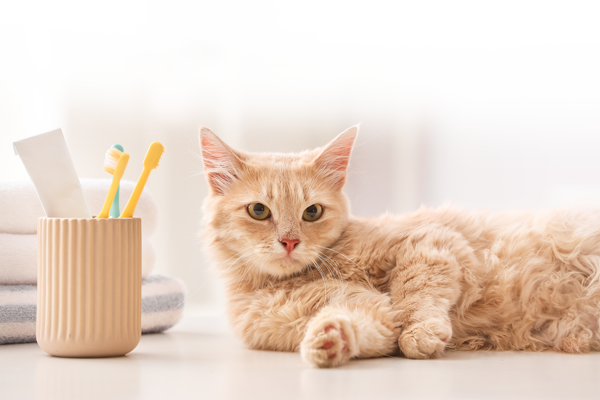 Orange cat lying beside a cup holding toothbrushes and a tube of toothpaste